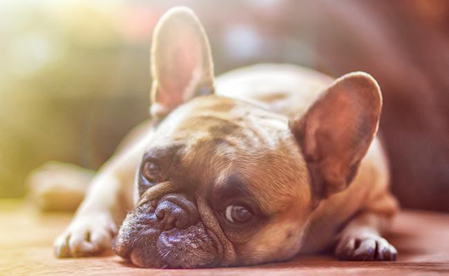 bulldog-apartment-dogs