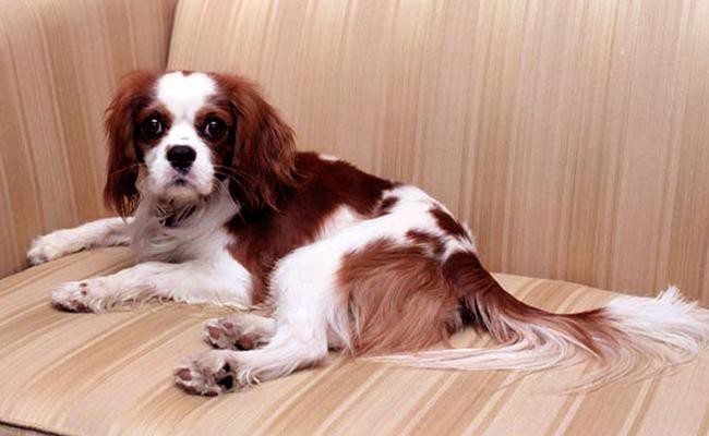 cavalier-charles-king-spaniel-apartment-dogs