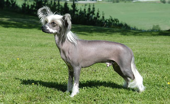 chinese-crested-apartment-dogs