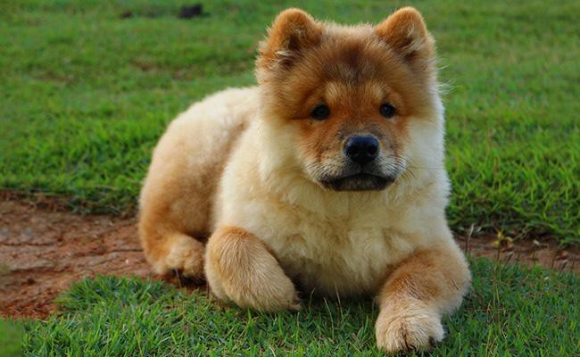 chow-chow-apartment-dogs