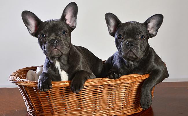 french-bulldog-apartment-dogs