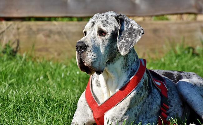 great-dane-apartment-dogs