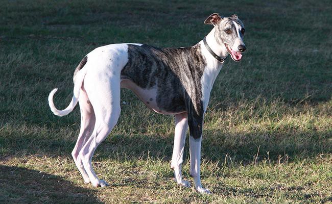 greyhound-apartment-dogs