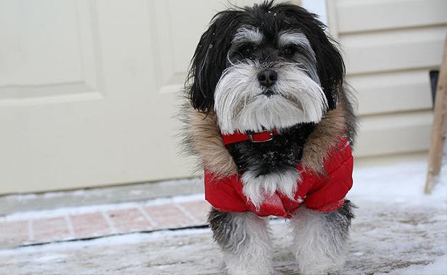 havanese-apartment-dogs