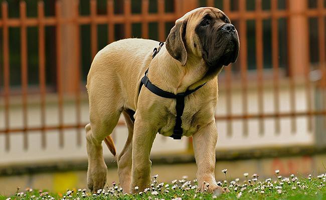 mastiff-apartment-dogs