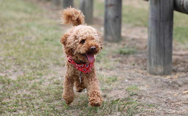 poodle-apartment-dogs