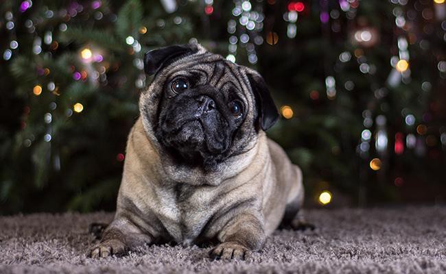 pug-apartment-dogs