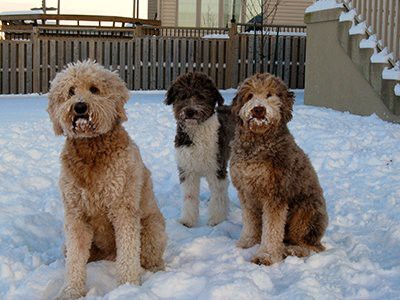 all about aussiedoodles