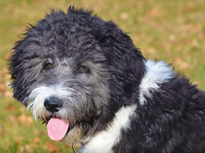 epilepsy-facts-about-aussiedoodle