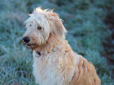 f1b-facts-about-aussiedoodle