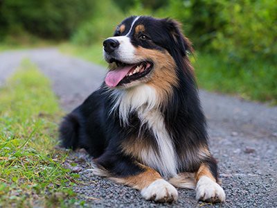 facts-about-aussiedoodle-australian-shepherd