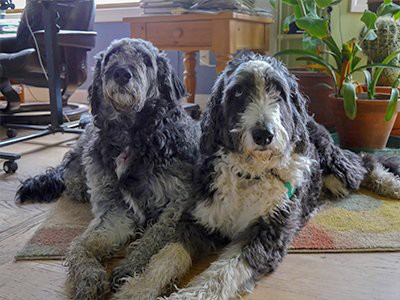 large aussiedoodle