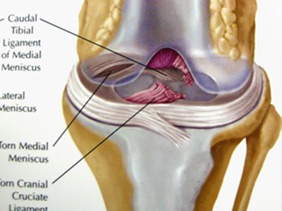 facts-about-aussiedoodle-cranial-cruciate-ligament-problem