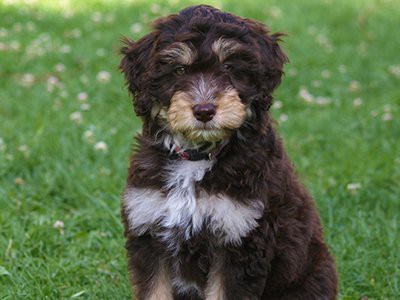 facts-about-aussiedoodle