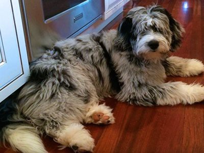 pancretitis-facts-about-aussiedoodle