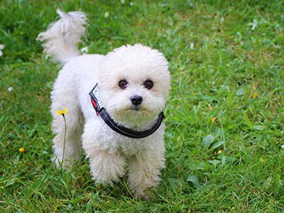 poodle-facts-about-aussiedoodle