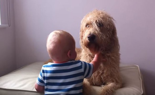 australian labradoodle life expectancy