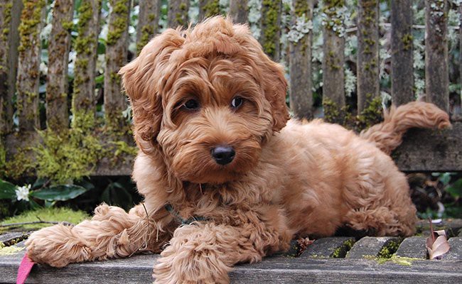 Wetland Også Sporvogn Australian Labradoodle - Dog Breed Information And History - Petmoo