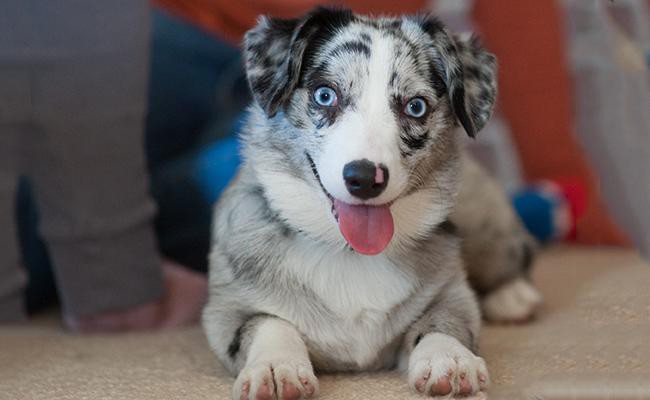 augi-australian-shepherd-mix