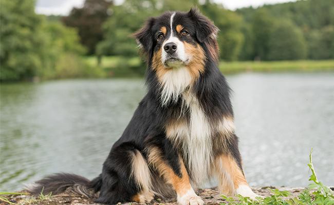 260+ Australian Shepherd Names for Your Amazing Adventure Buddy