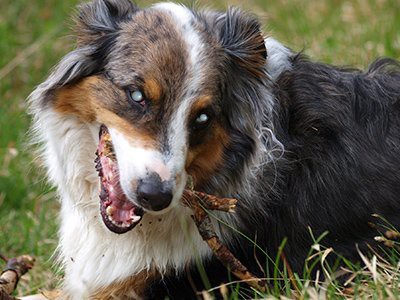 australian-shepherd-cataracts