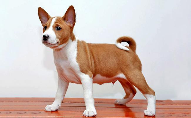 basenji puppy cost