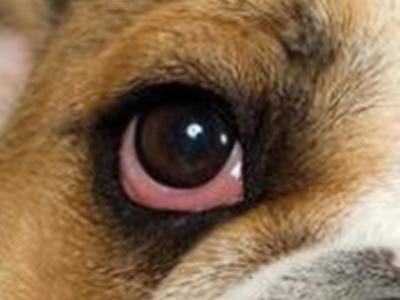 beagle-bulldog-mix-eye-problem