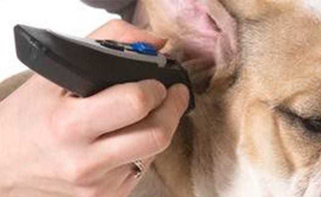 beagle-bulldog-mix-grooming