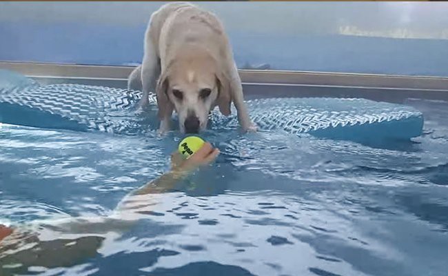 beagle-lab-mix-training