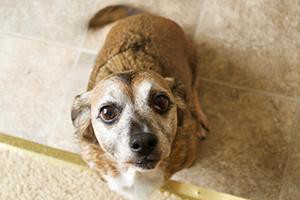 beagle-chihuahua-mix-cheagle