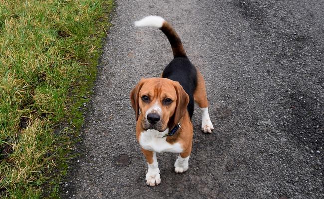 female-beagle-dog-names