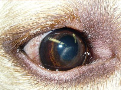 beagle-puppies-corneal-dystrophy