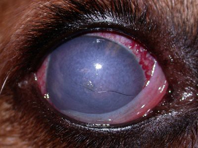beagle-puppies-glaucoma
