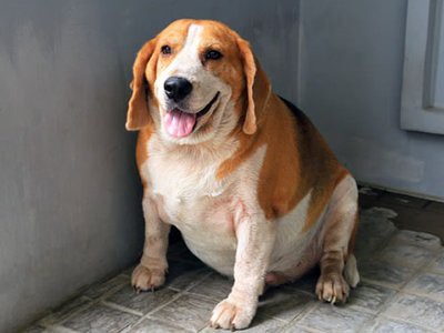 red tick beagle puppies