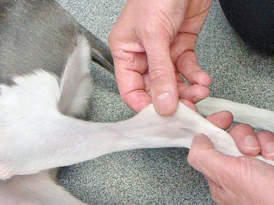 beagle-puppies-immune-mediated-polygenic-arthritis