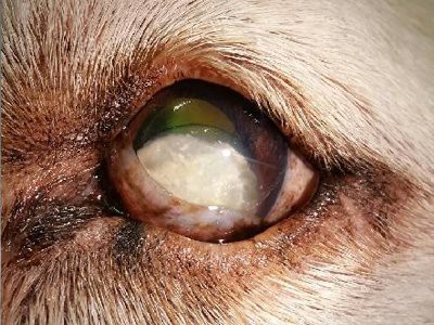 beagle-puppies-retinal-atrophy