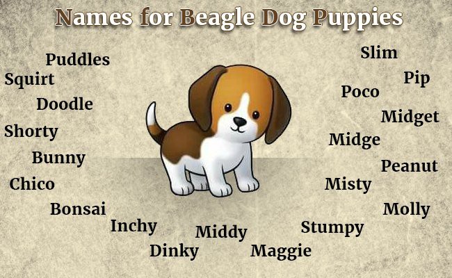 cool beagle names