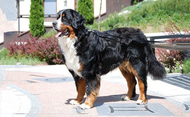 bernese-mountain-dog-appearance