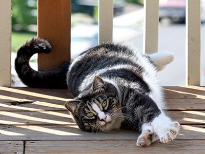 american-shorthair