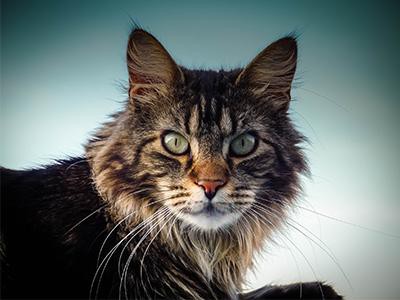 maine-coon