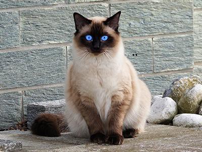 siamese-cats