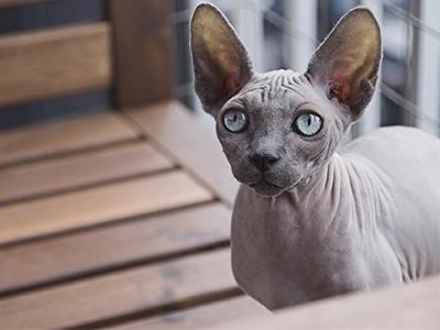 sphynx