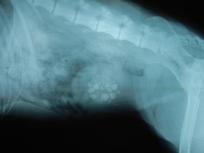 bladder-stones-best-dog-food-suitable-for-corgis