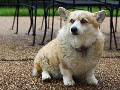 obesity-best-dog-food-suitable-for-corgis