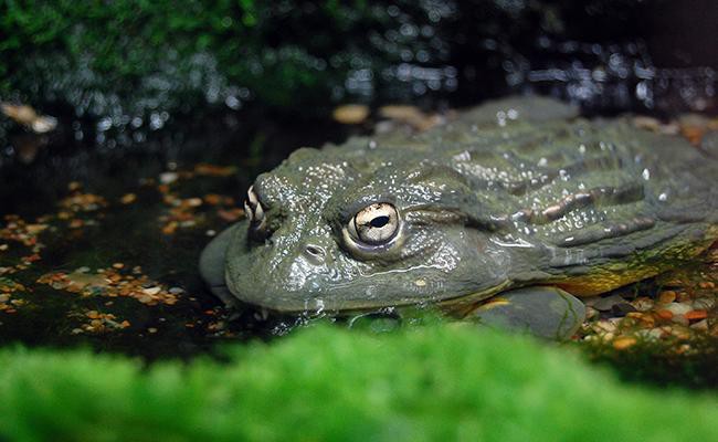 african-bullfrog-best-frogs-for-first-time-frog-pet-owners