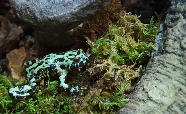 fire-bellied-toad-best-frogs-for-first-time-frog-pet-owners