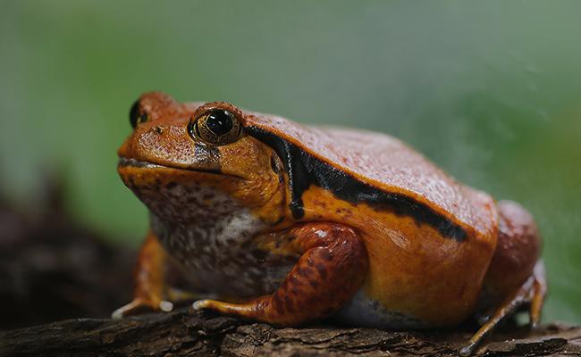 tomato-frog-best-frogs-for-first-time-frog-pet-owners