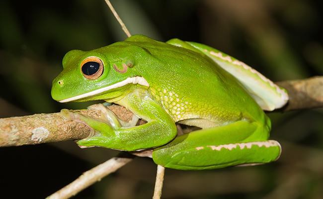 whites-tree-frog-best-frogs-for-first-time-frog-pet-owners