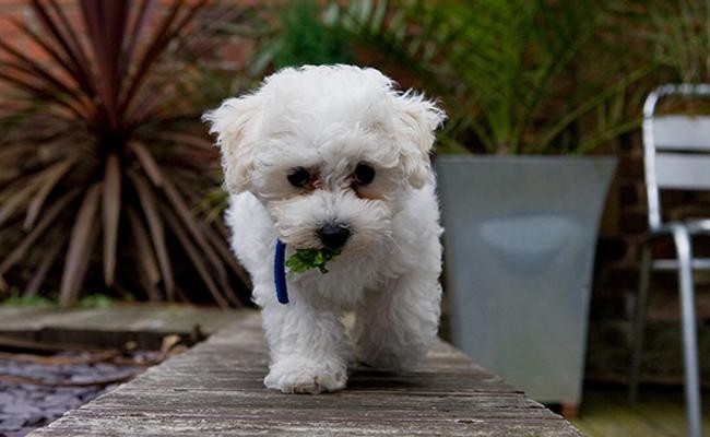 Bichon Frise Complete Dog Breed Information Petmoo