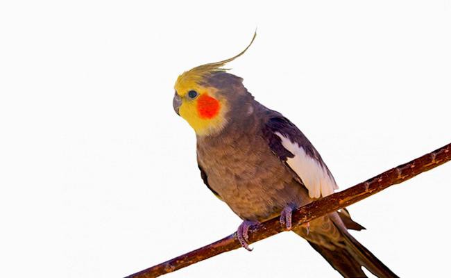 cockatiels-bird-pets